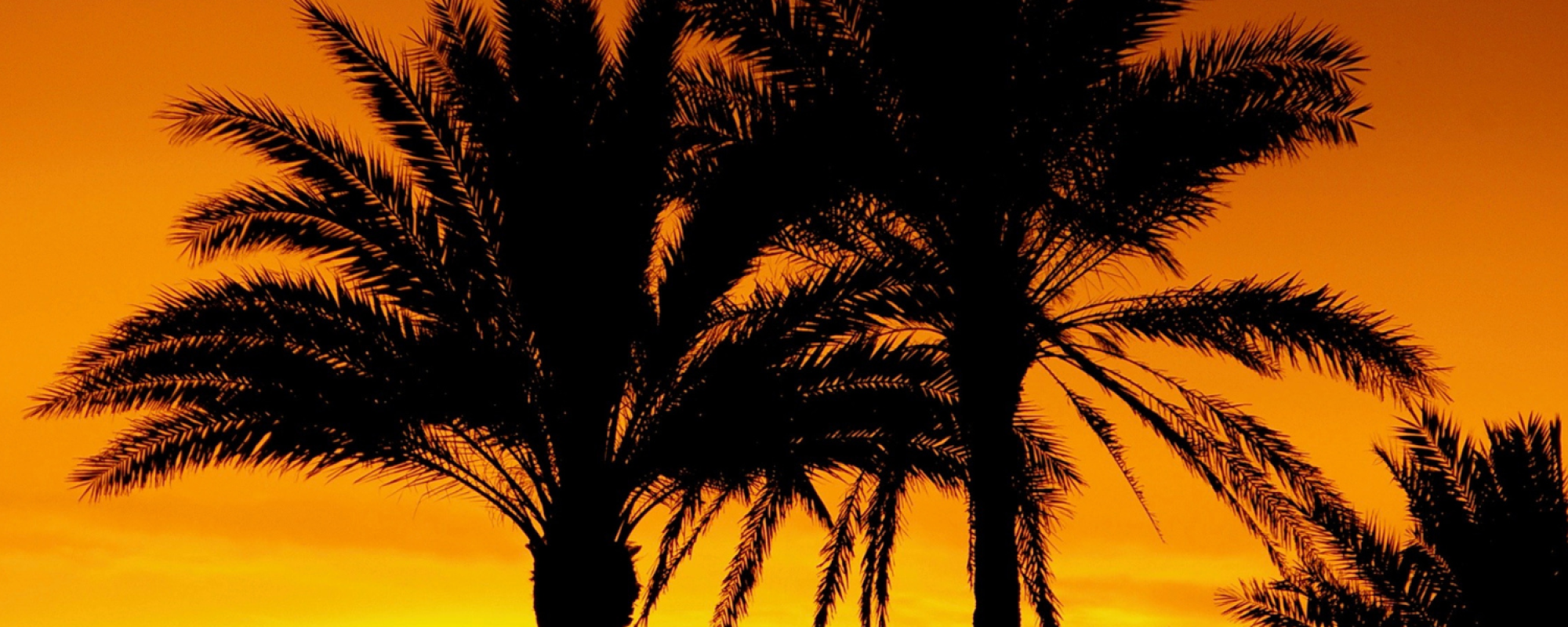 Palm Trees Sunset