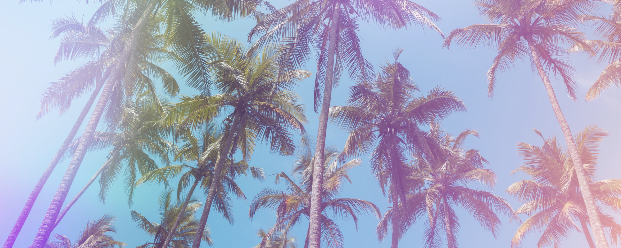 Palm Trees Homepege Banner