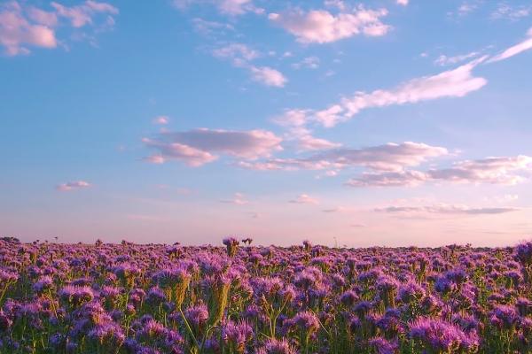 field of flowers